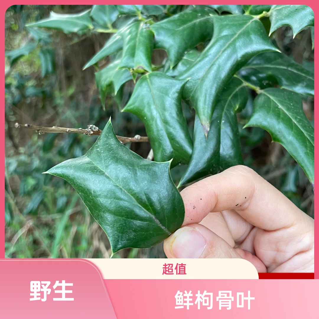 【带露珠发货】现采新鲜枸骨叶！清晨采摘，闪电发货，鲜灵灵直达！好物