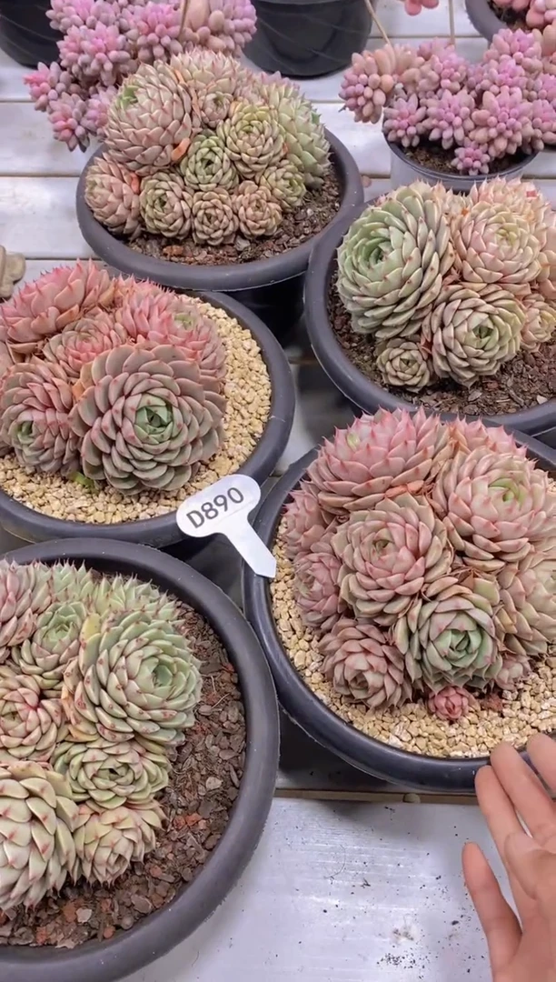 【闪购商品】D890-苯巴蒂斯群-脱土