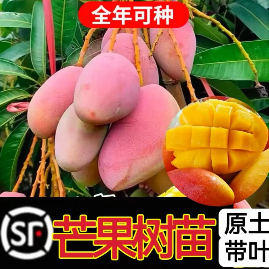 芒果树苗嫁接四季芒金煌芒贵妃芒果苗树盆栽矮化庭院阳台当年结果