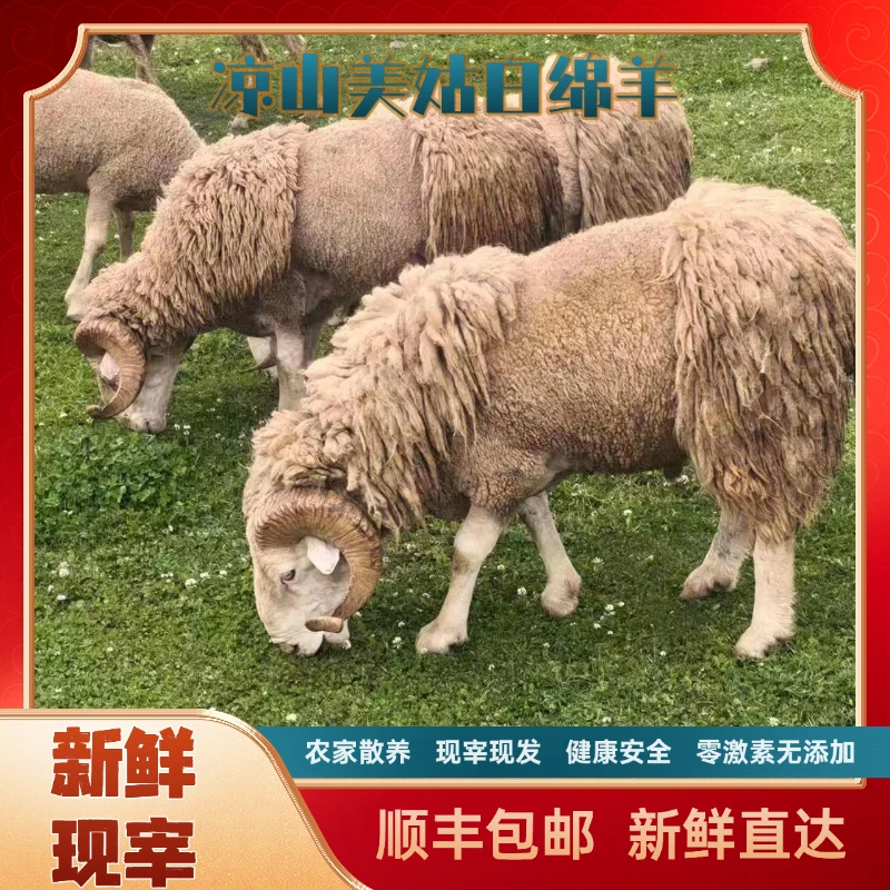 四川凉山高山放养白绵羊肉不喂饲料 现宰现发3斤/5斤