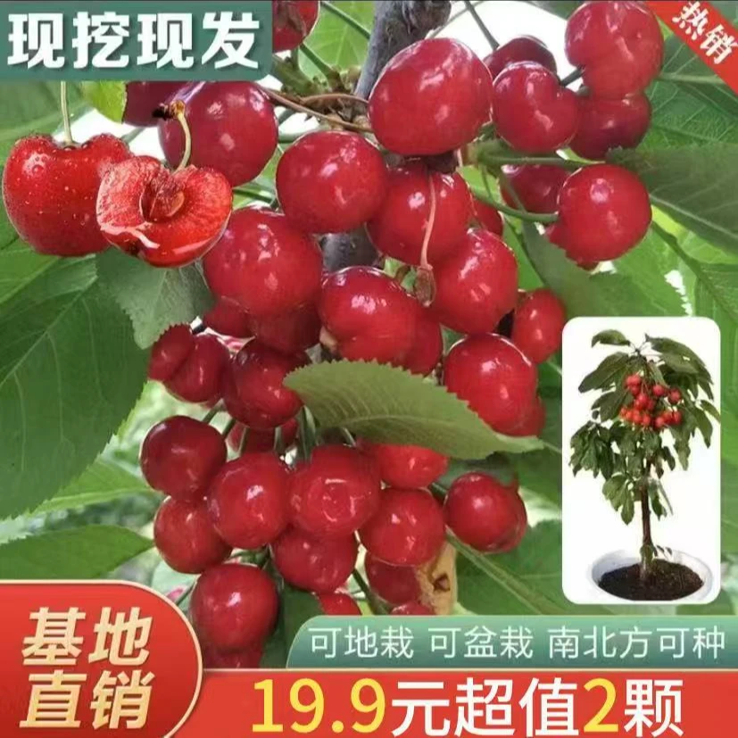特大樱桃树苖耐寒车厘子樱桃苗果树苗盆栽地种南北方可种当年结果