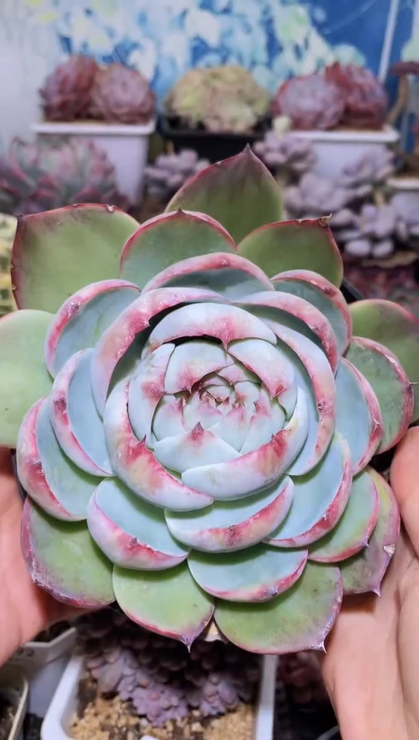 【闪购商品】394惊鸿仙子多肉