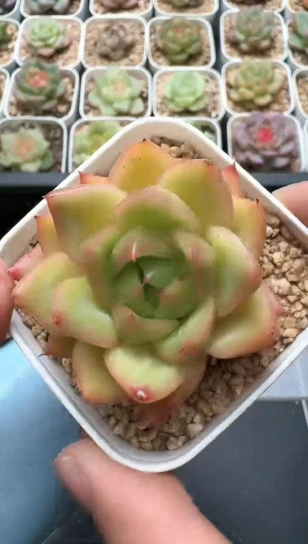 744C云禹多肉植物 带盆土纸巾打包 3颗包邮