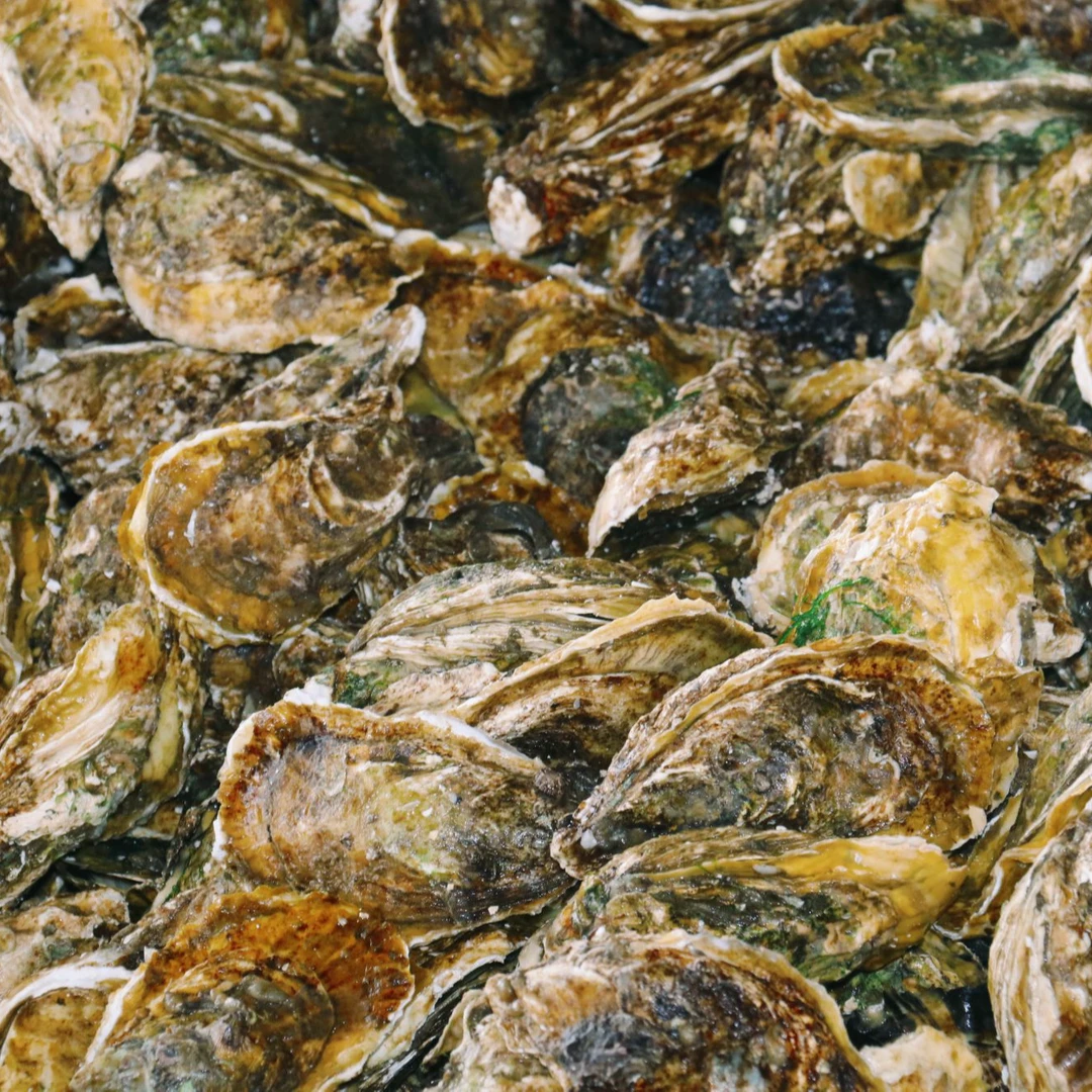 汫洲生蚝（黄金三倍体）