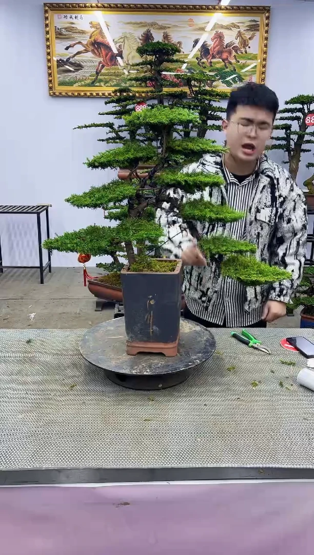 【闪购商品】八斗松/松类活物造型盆景，以直播间截图为啊啊