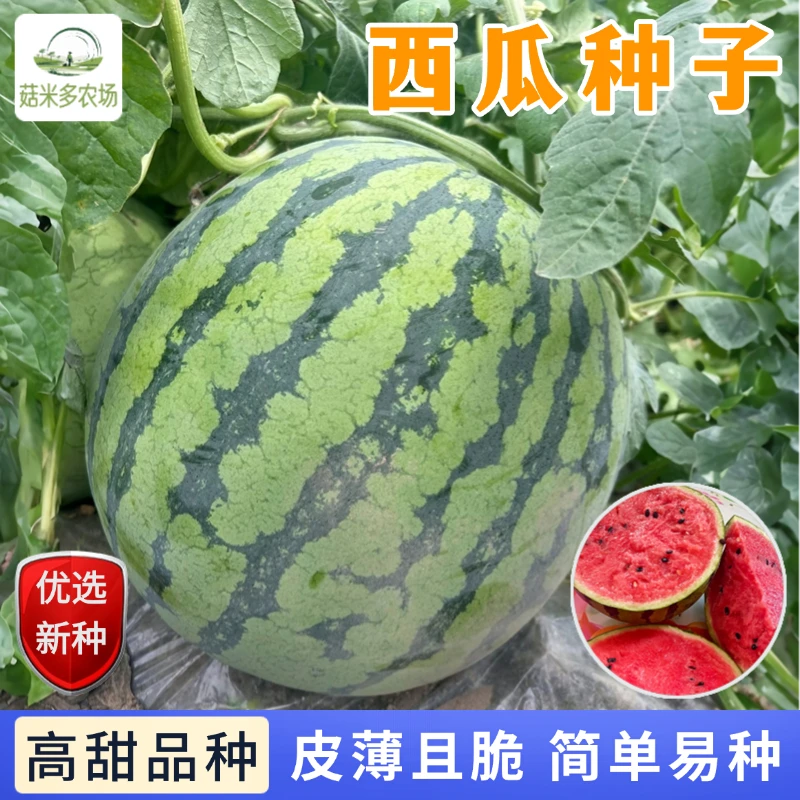 【满2包送1包】麒麟西瓜种子坐瓜强结瓜个大圆润皮薄汁多高甜品种