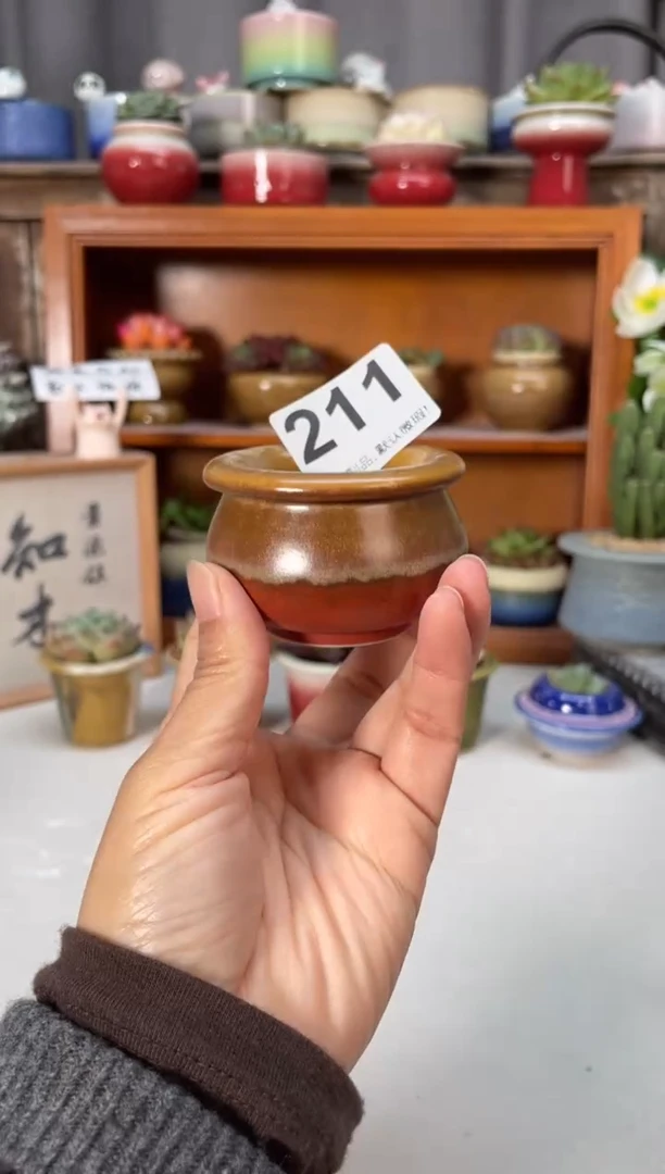 瓷片211知木小芳花盆直播编号
