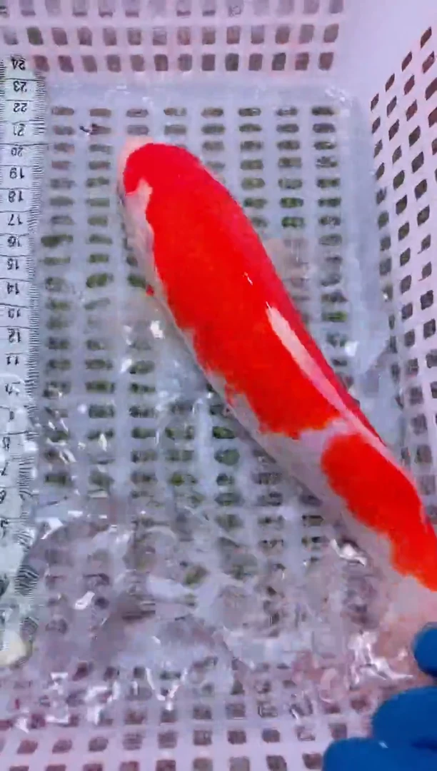 锦鲤冷水观赏鱼全场包邮95