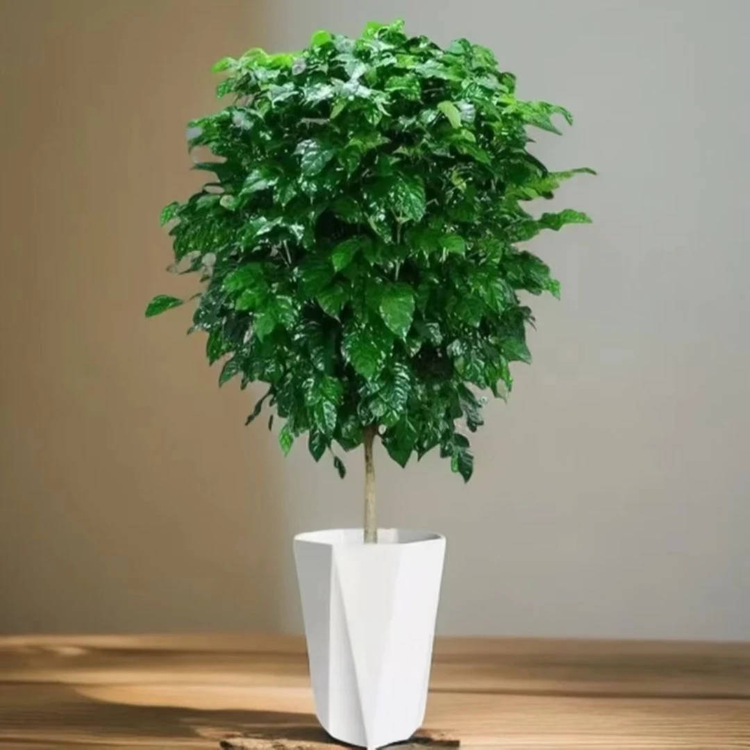 【70-80cm左右控根培育棒棒糖】幸福树室内植物净化空气盆栽绿植