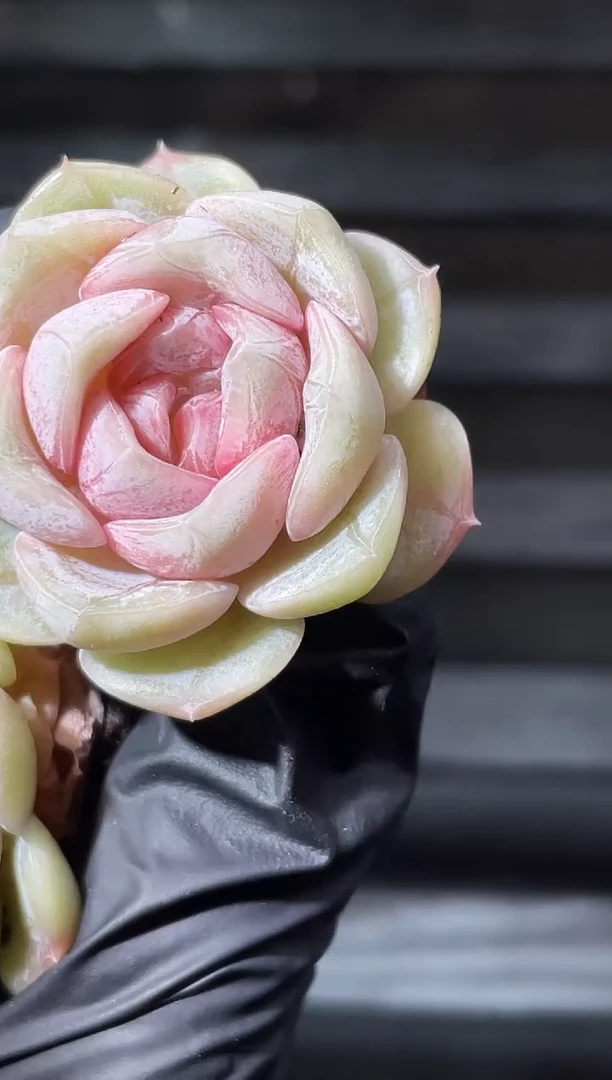 17-46朝雾3-4厘米量拍发一颗