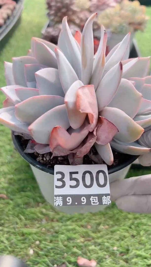 【闪购商品】信福多肉一物一拍