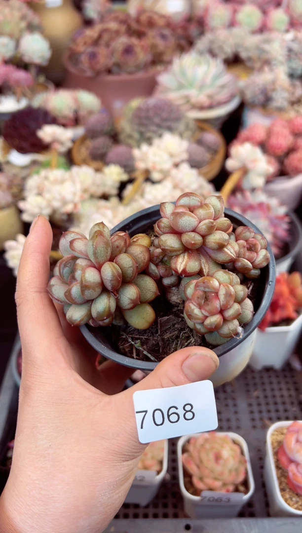 【闪购商品】7068群生葡萄多肉