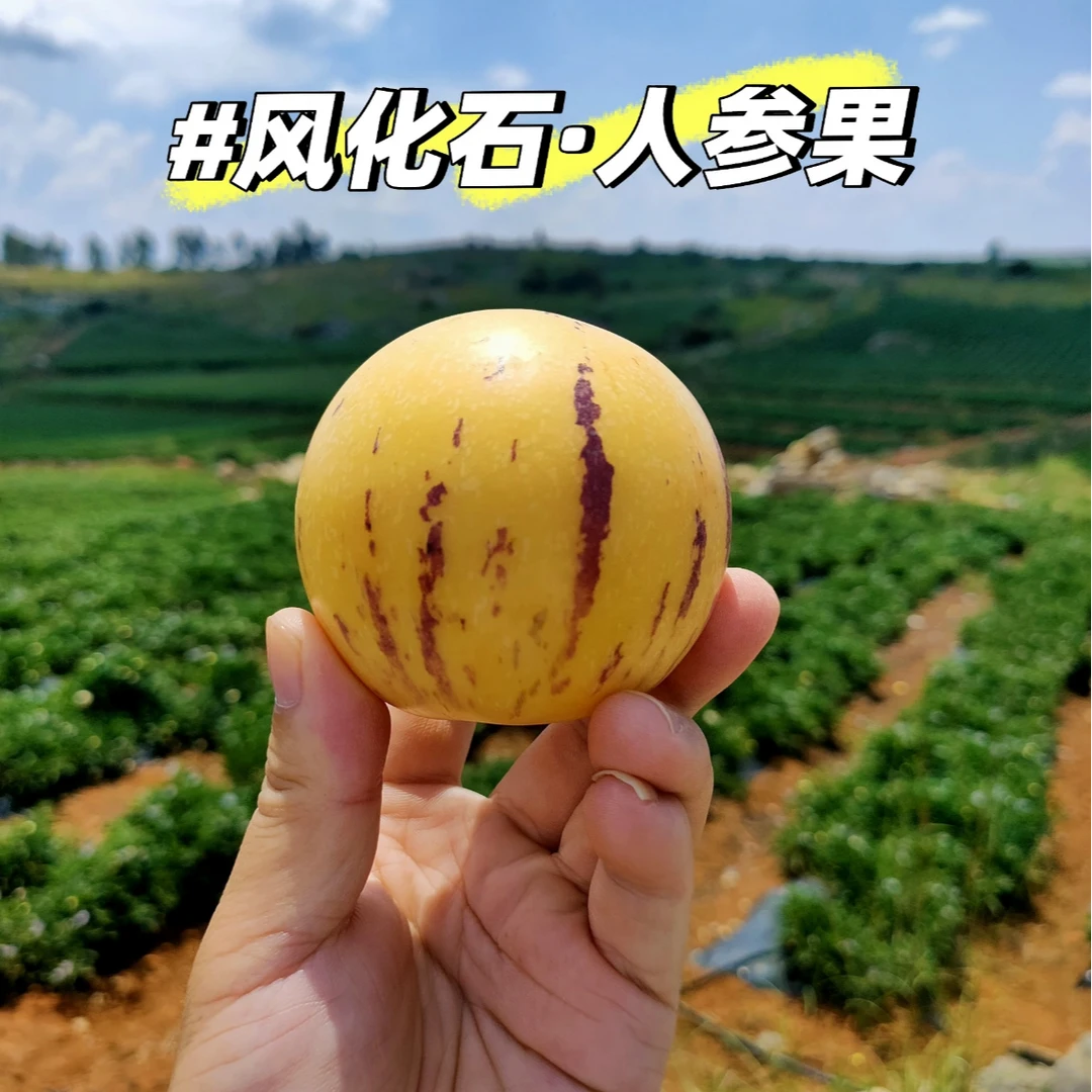 云南树熟人参果 中国人参果之乡石林风化石种植  净果2.8-3斤