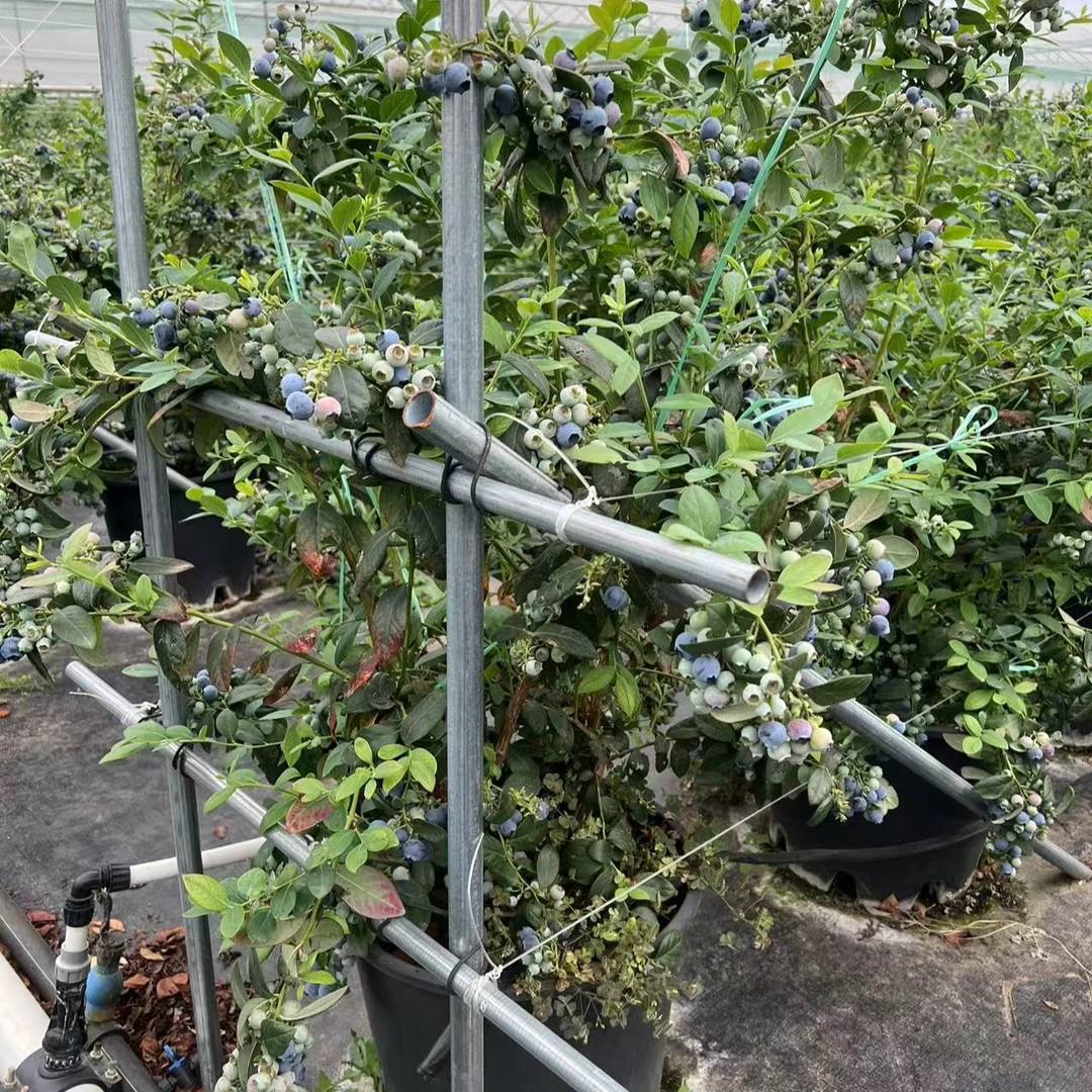 一物一拍 F6 木架发货 介意勿拍 一经发出不可退