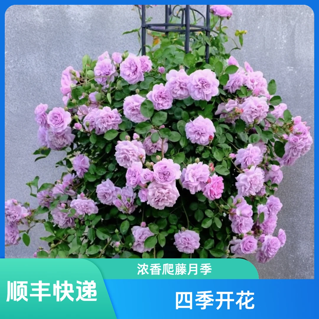 【顺丰包邮】蓝色阴雨爬藤月季多季节重复开花大花品种浓香型月季花