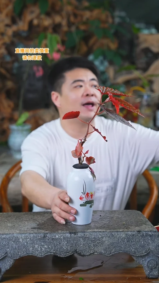 当前无花栽培后可以开花384H海棠