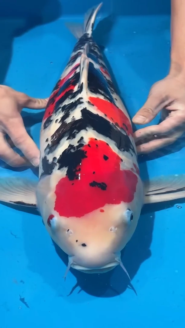 锦鲤佛山金隆锦鲤直播专用闪购链接，不支持7天无理由退货退款