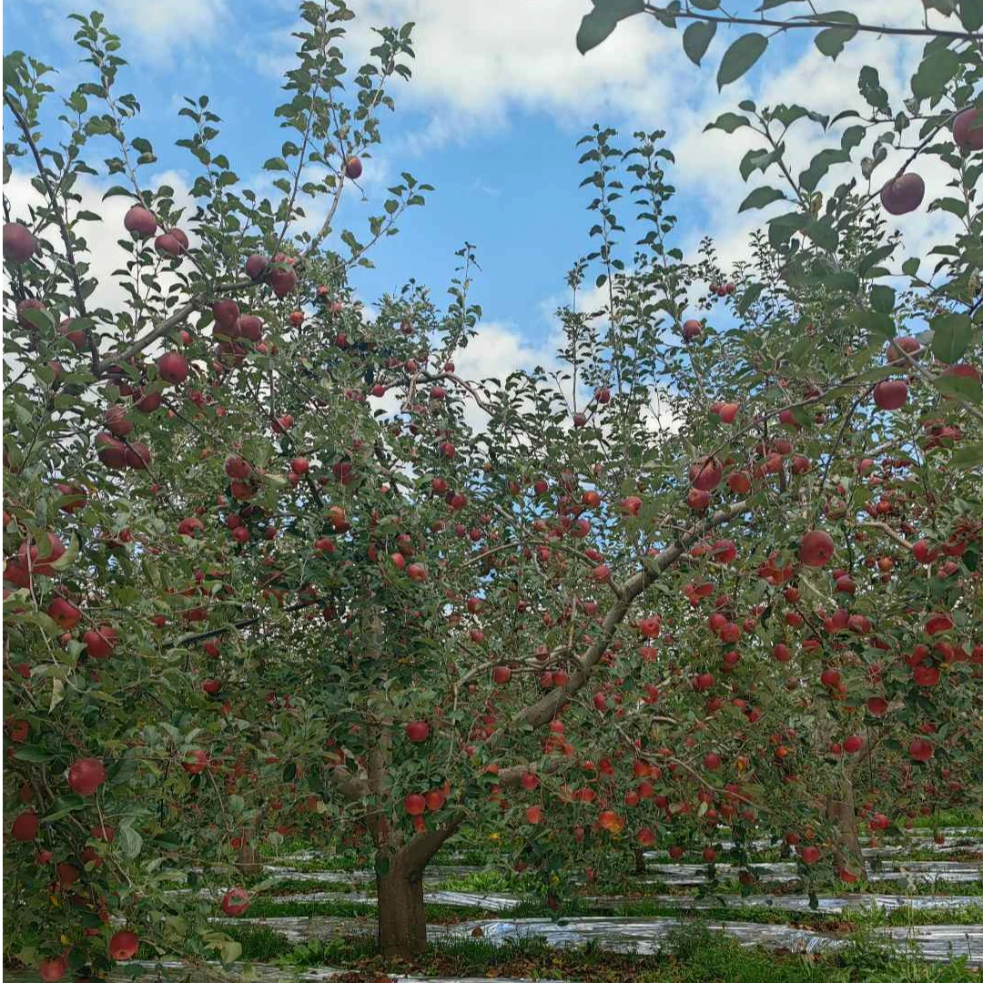 【小都都专属-京东快递】大凉山盐源糖心苹果