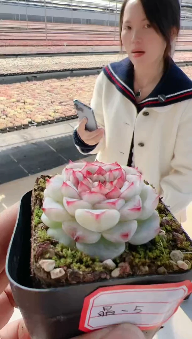 【闪购商品】东云晶-5