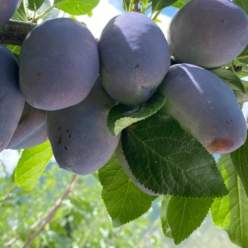 新鲜应季水果脆甜多汁肉厚