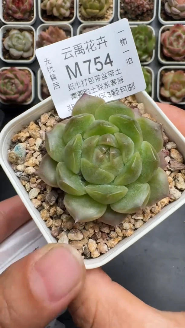 754M当天拍3颗包柚 带盆土纸巾打包 云禹花卉 珍妮多肉植物