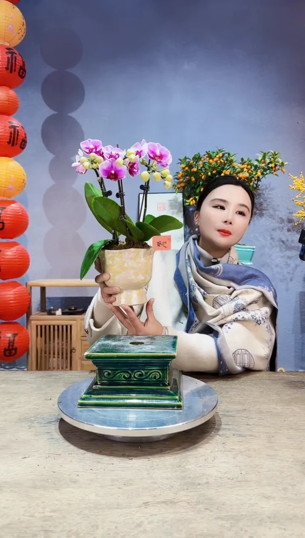 【闪购商品】盆景蝴蝶兰 宝贝