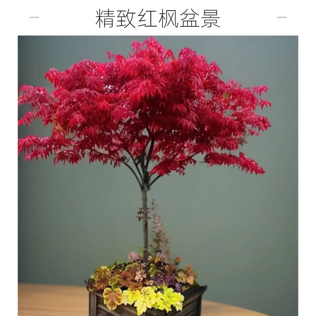 红枫树苗庭院绿化四季盆栽红枫红舞姬中国红枫