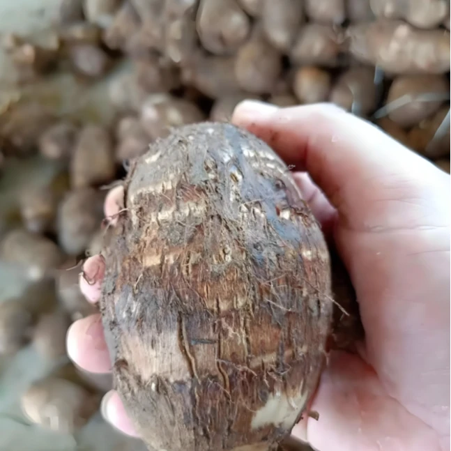 云南本地牛奶芋头新鲜