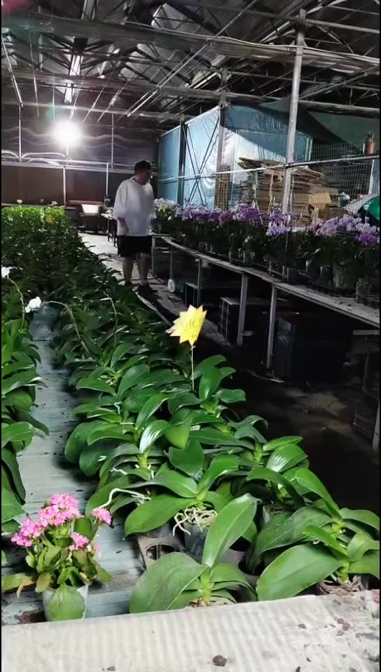 大部分开放少量花苞微微福利
