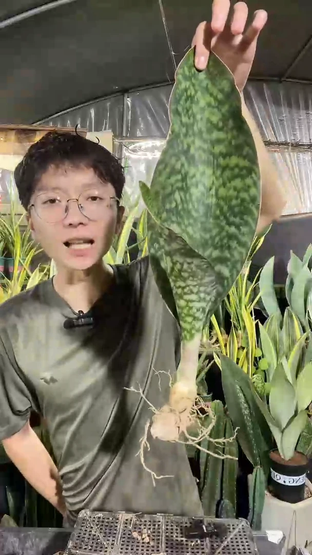 单叶翡翠宝镜裸根10