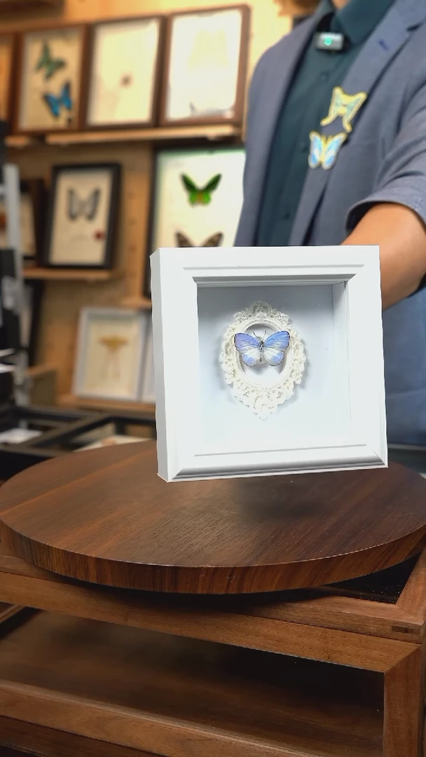 优雅灰蝶4寸方框