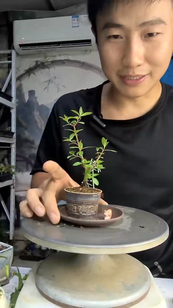 ?***️中青园艺一物一拍62
