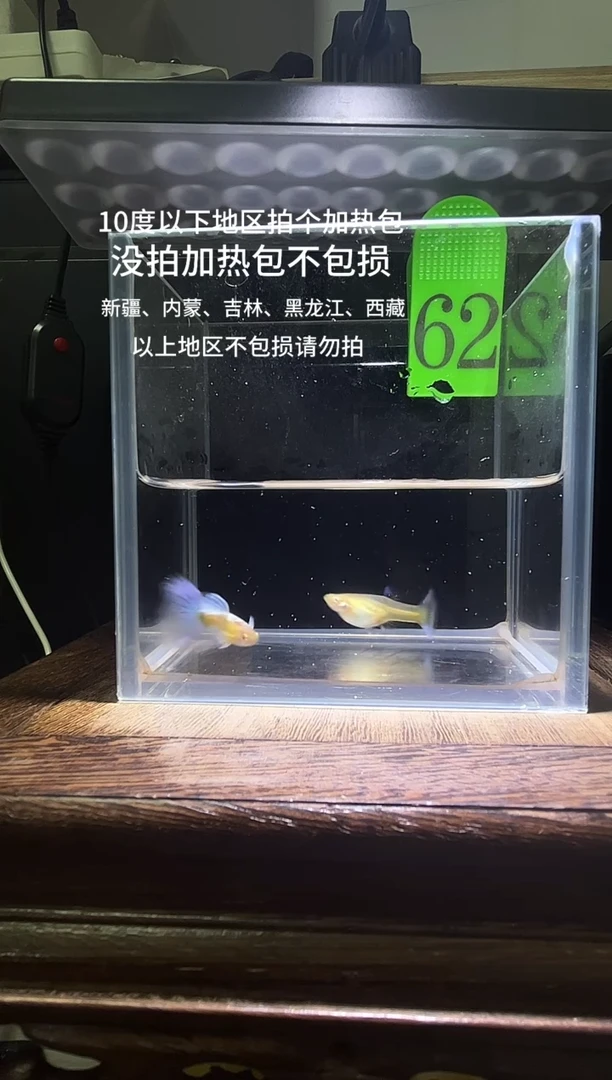 孔雀鱼紫白飞船编号62