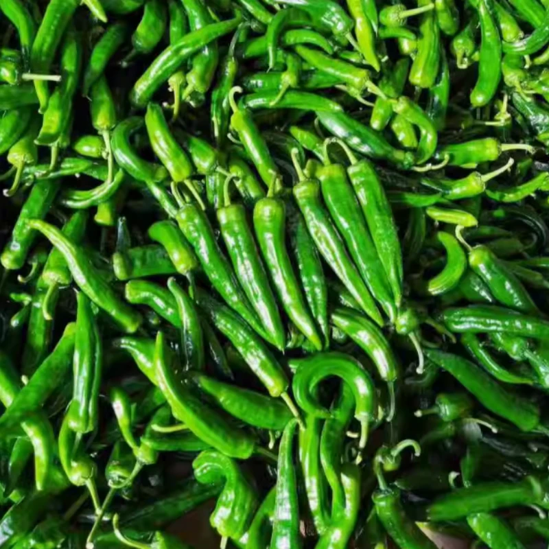 湖北农家自种皱皮薄皮土秋大辣椒新鲜虎皮薄皮青椒微辣现摘现发