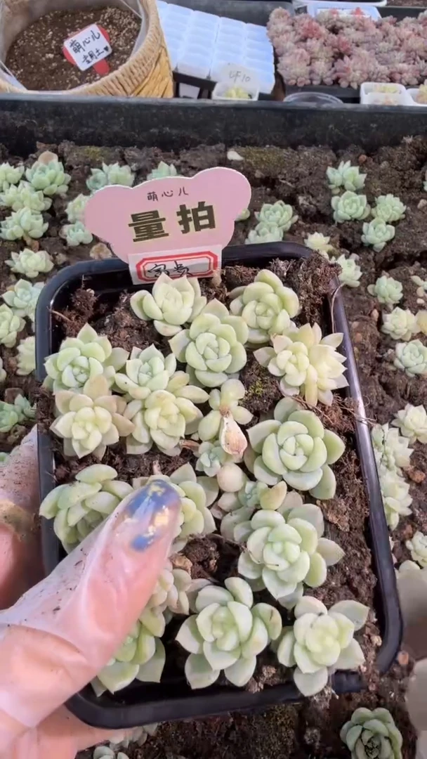 富贵 切糕1盒 量拍混发