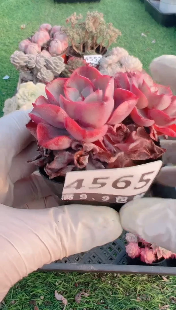 【闪购商品】信福多肉一物一拍