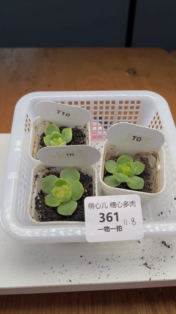 361多肉植物多肉植物