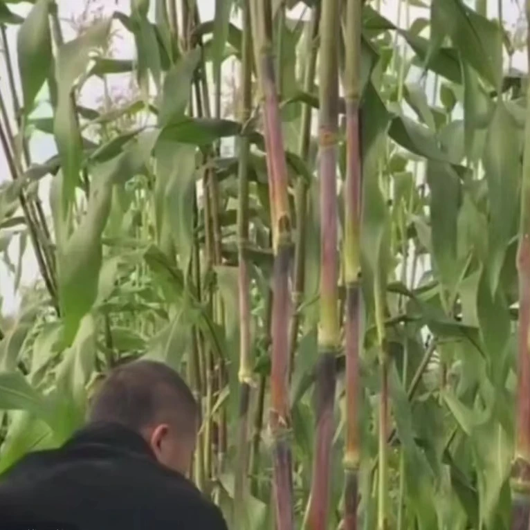 【黑甜杆种子】新鲜甜杆种子甜杆种子