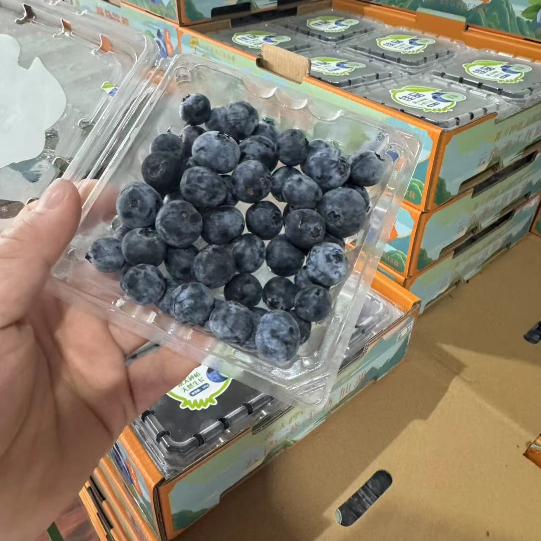 【顺丰包邮】云南高山佳品蓝莓1500g大小14mm云南省
