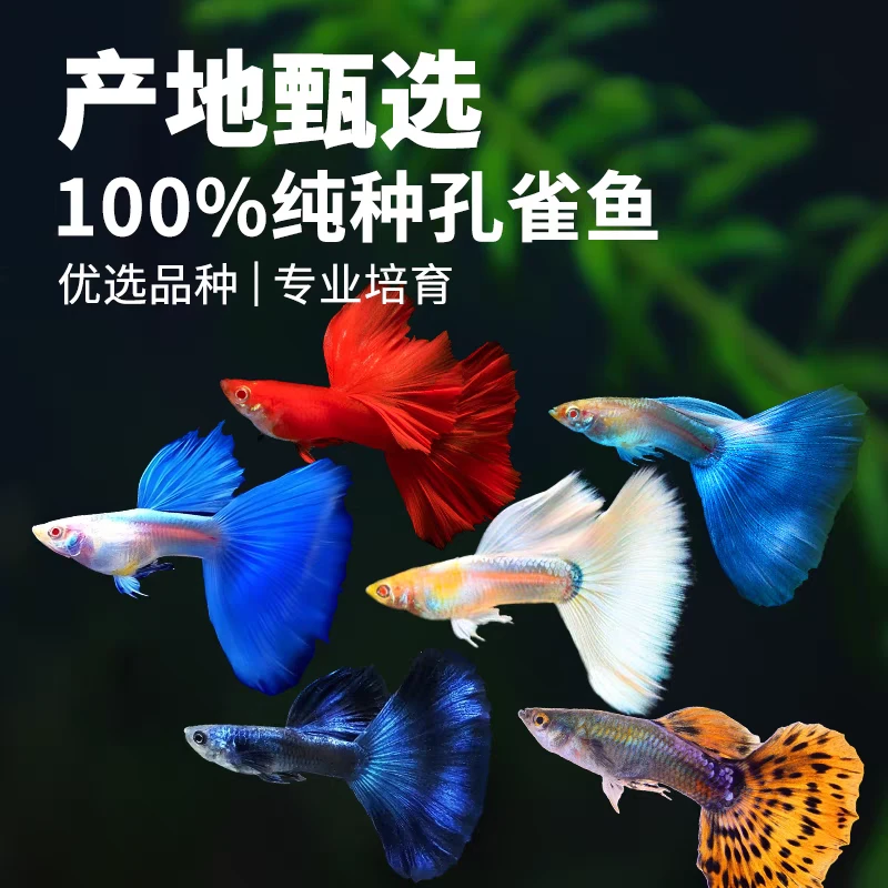 【小全家福】纯种孔雀鱼14条+4条备损易繁殖观赏鱼孔雀鱼淡水小型热