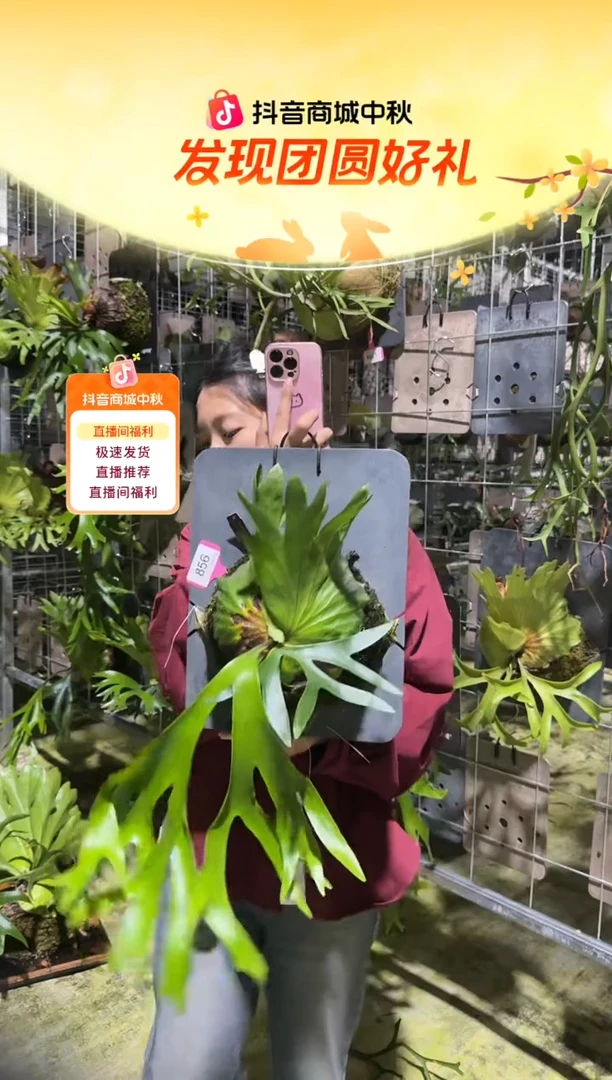 不开花植物L793-皇冠鹿角蕨(大)叶片微瑕
