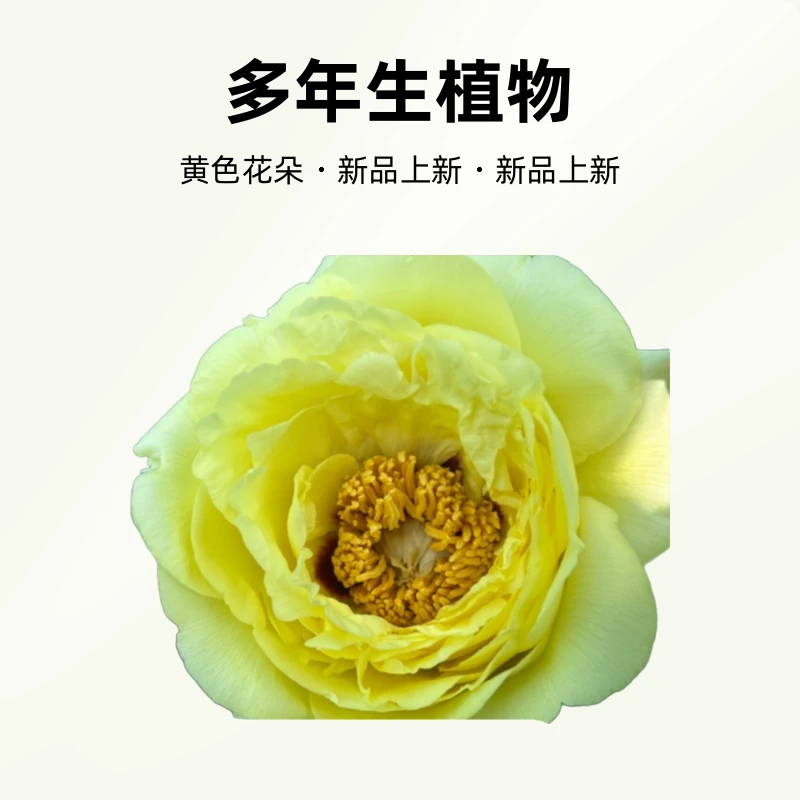 菏泽迎盛牡丹皇冠独杆牡丹树 大丛生牡丹