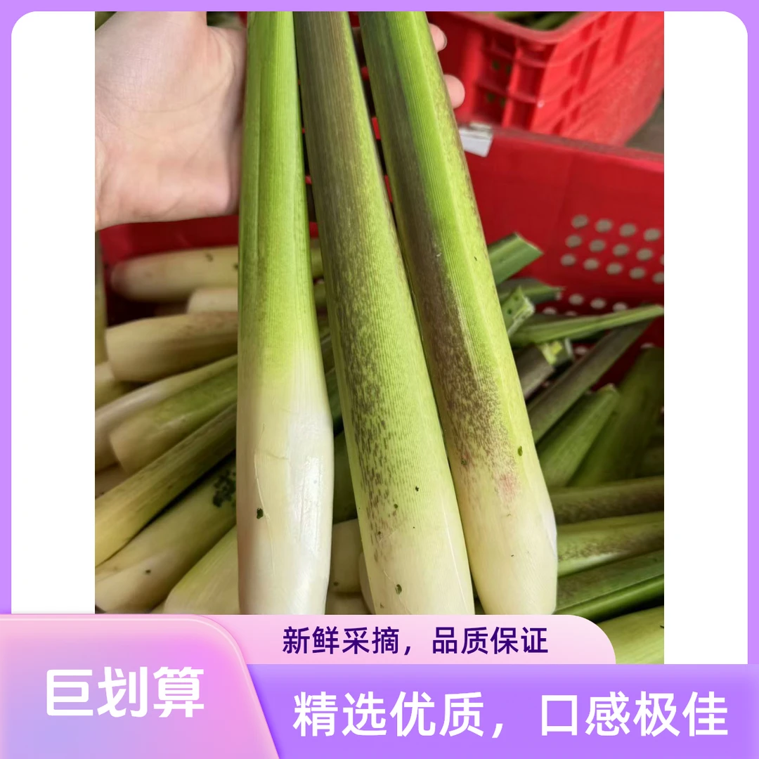 新鲜茭白农家时令蔬菜无黑点现摘鲜嫩白肉高笋茭瓜低脂健康当季