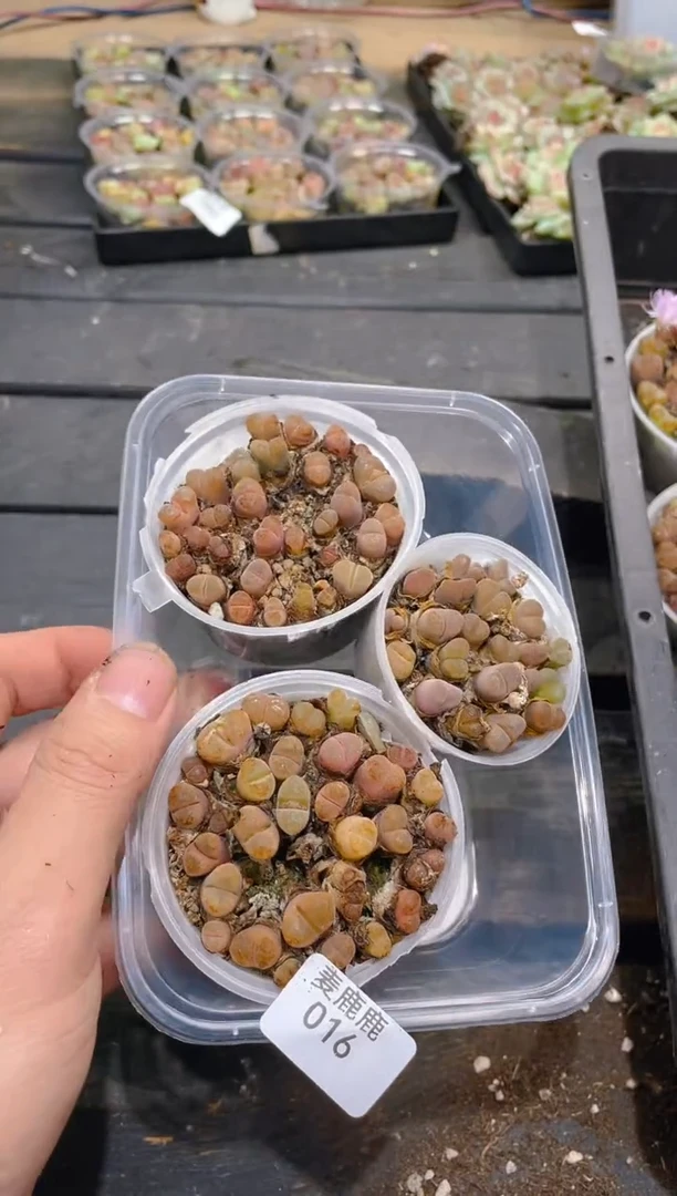 016风铃玉      量拍
