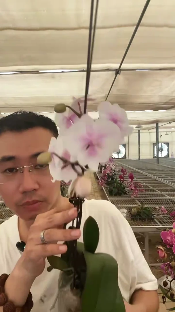 完全开放白月光1棵