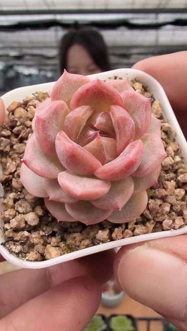 东云多肉园新款-24