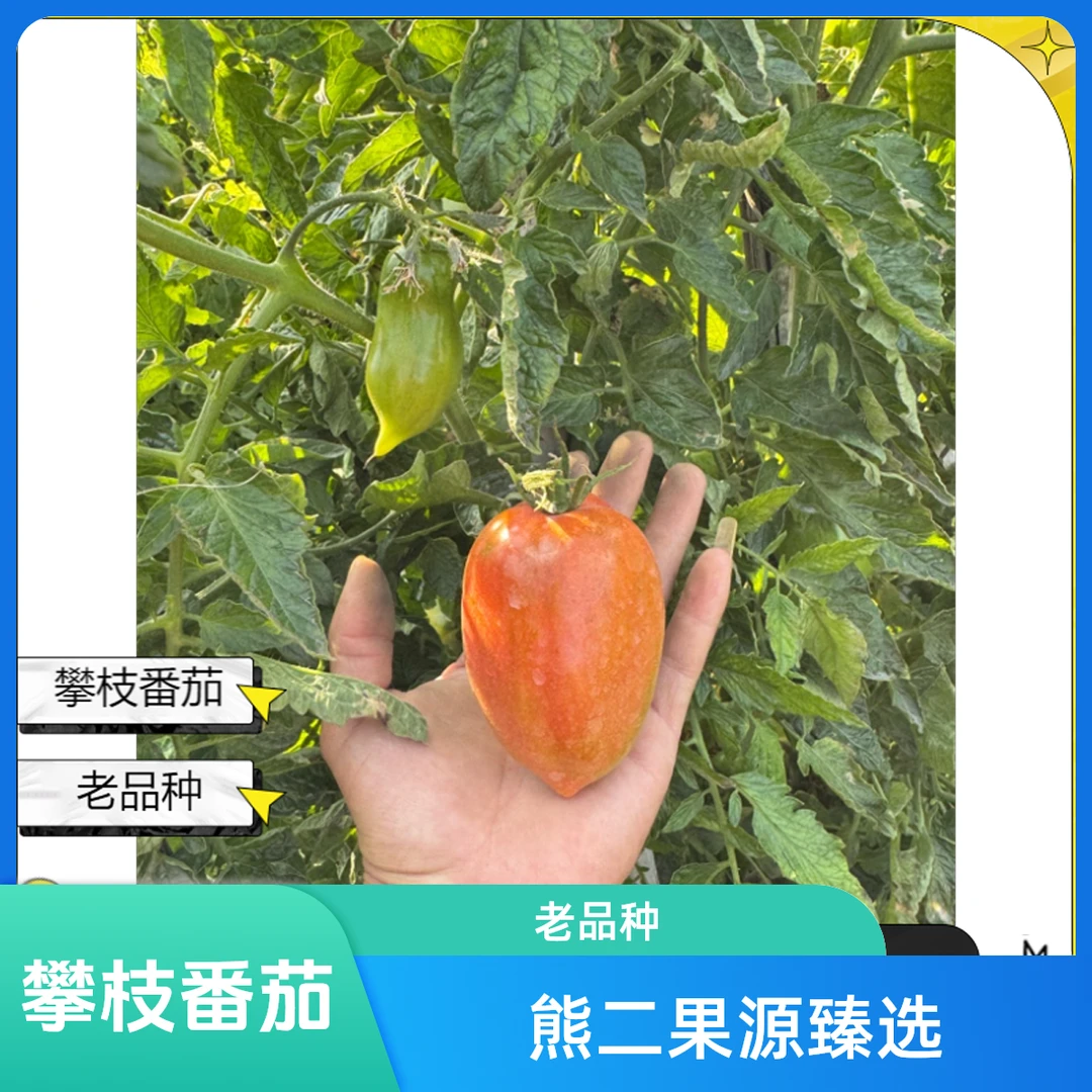 攀枝花露天种植老品种水果番茄西红柿