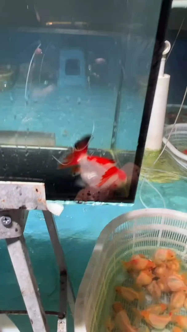 金鱼2单包邮 ，售后开箱视频