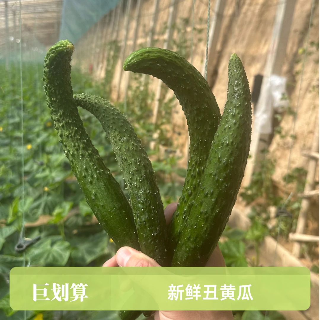 （次瓜）新鲜丑黄瓜形态各异现摘现发