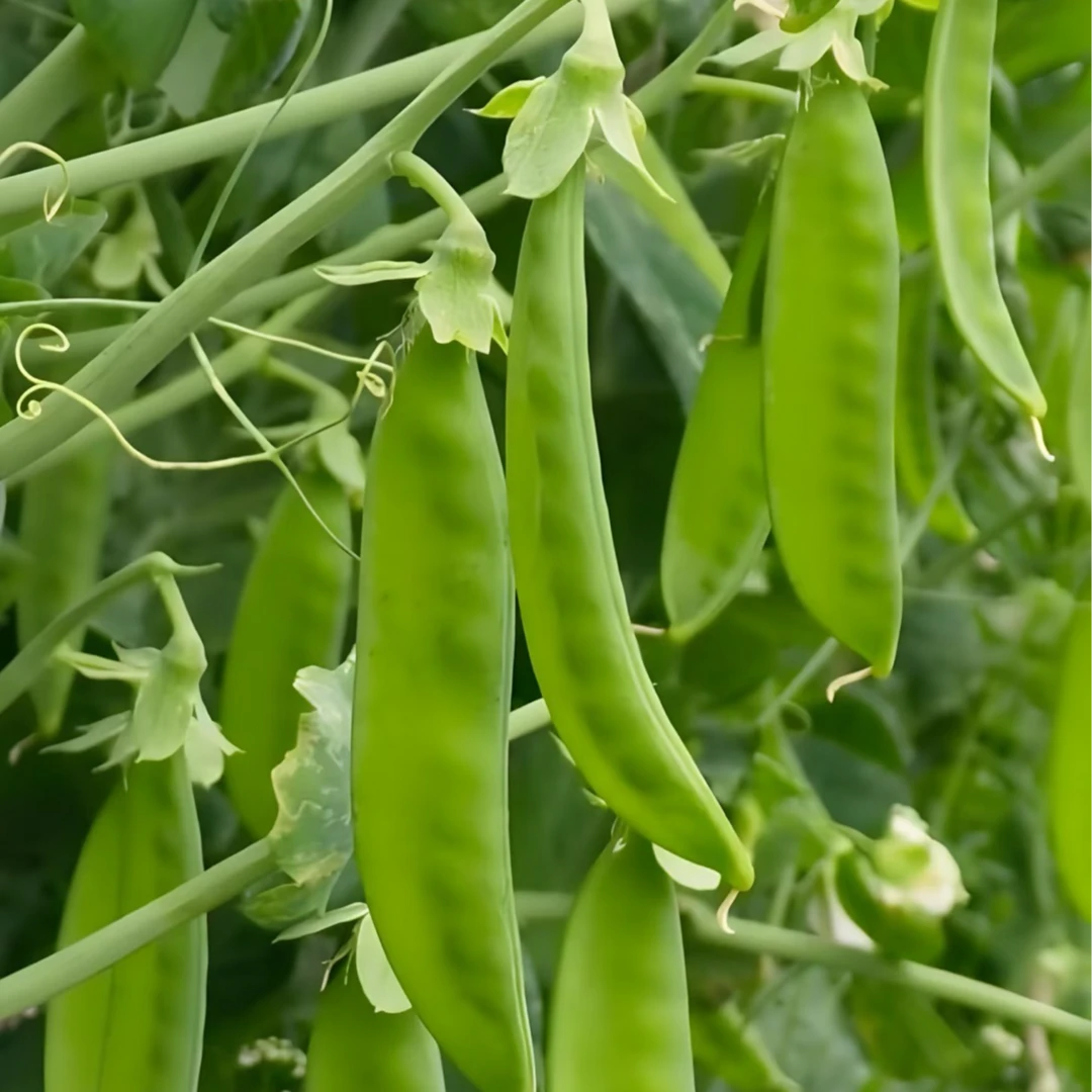 云南高山新鲜豆现摘现发甜脆爽口产地直发